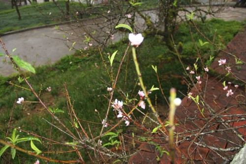 Vì sao đào Sapa nở hoa giữa mùa thu? - Ảnh 4