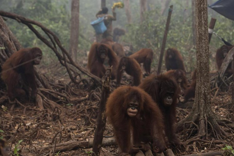 đười ươi indonesia tràn xuống phố vì không chịu được khói mù hình 1 duoi uoi indonesia tran xuong pho vi khong chiu duoc khoi mu hinh 1