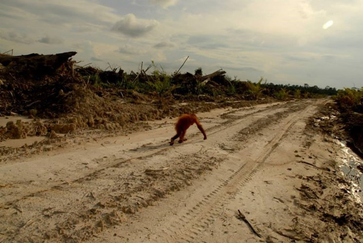 đười ươi indonesia tràn xuống phố vì không chịu được khói mù hình 2 duoi uoi indonesia tran xuong pho vi khong chiu duoc khoi mu hinh 2