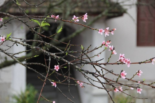 Vì sao đào Sapa nở hoa giữa mùa thu? - Ảnh 1