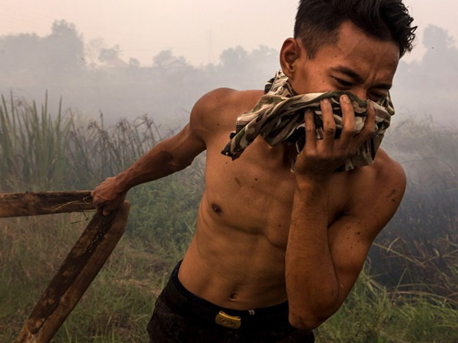 đười ươi indonesia tràn xuống phố vì không chịu được khói mù hình 5 duoi uoi indonesia tran xuong pho vi khong chiu duoc khoi mu hinh 5