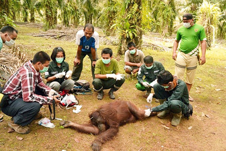đười ươi indonesia tràn xuống phố vì không chịu được khói mù hình 3 duoi uoi indonesia tran xuong pho vi khong chiu duoc khoi mu hinh 3