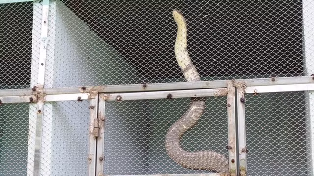  Hổ chúa có vảy màu đen lấp lánh như than đá. Ảnh: Zing 