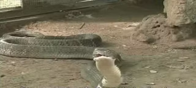  Loài này còn được gọi là rắn hổ mây vì chúng có đặc tính là bò nhanh như mây gặp gió. Hiện ở trại rắn Đồng Tâm (Tiền Giang) vẫn đang nuôi dưỡng loại rắn quý hiếm này. Ảnh cắt từ clip của Trại rắn Đồng Tâm 