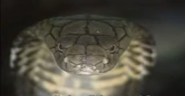  Đầu rắn hình tam giác. 