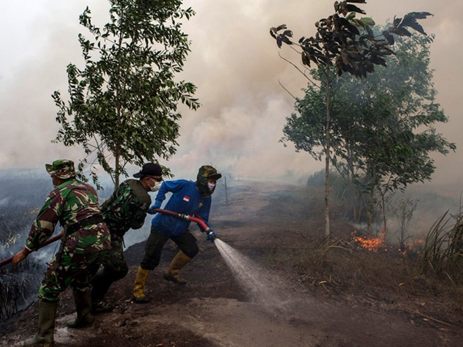 đười ươi indonesia tràn xuống phố vì không chịu được khói mù hình 8 duoi uoi indonesia tran xuong pho vi khong chiu duoc khoi mu hinh 8