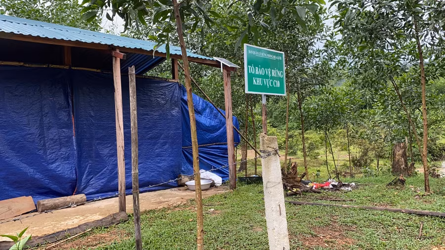 Trước cửa rừng là lán trại của Tổ bảo vệ rừng khu vực C10 (thuộc Ban QL rừng phòng hộ A Lưới), những hàng chục khối gỗ được vận chuyển ra ngoài thì không hề hay biết.