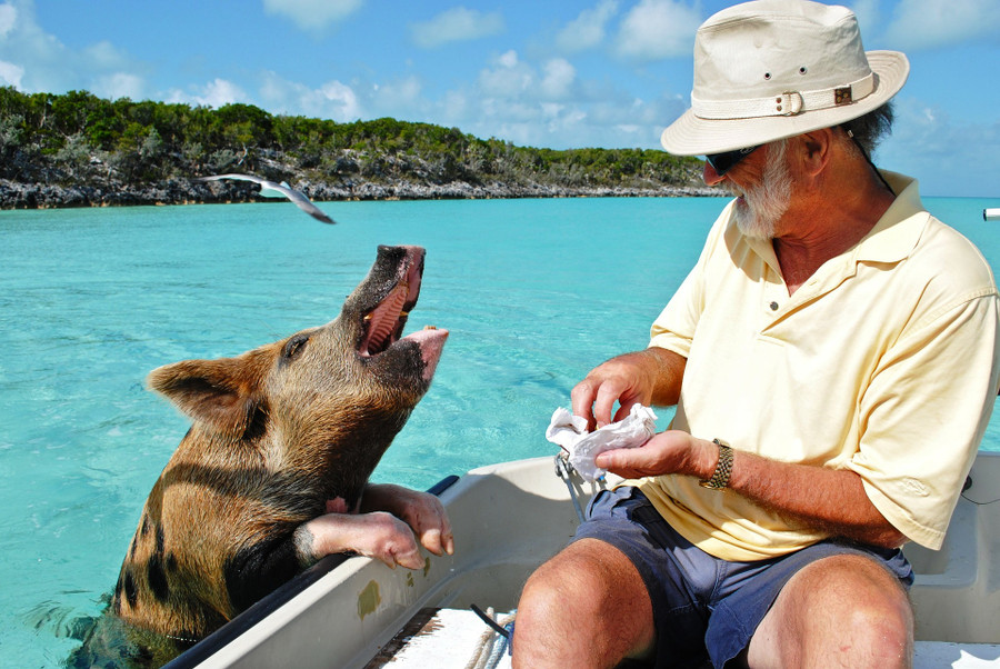 Một số con lợn đốm biết nghe lệnh “ngồi xuống” để được thưởng đồ ăn. Chúng còn bơi ra các tàu chở khách tham quan để xin ăn. Ảnh: Forbes.