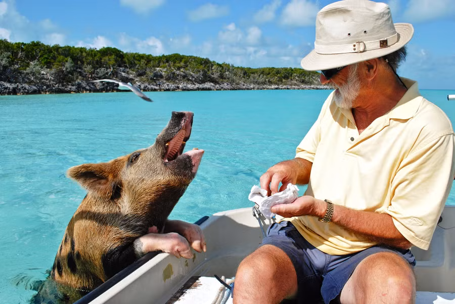 Một số con lợn đốm biết nghe lệnh “ngồi xuống” để được thưởng đồ ăn. Chúng còn bơi ra các tàu chở khách tham quan để xin ăn. Ảnh: Forbes.