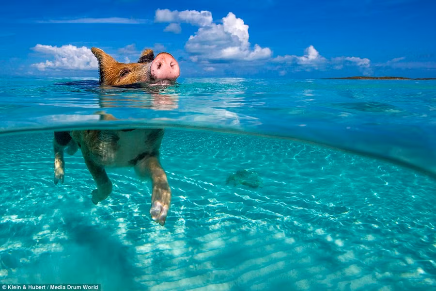 Người dân ở đảo Staniel cho biết họ đưa lợn tới đảo Big Major từ đầu những năm 1990. Gần đây, chúng đã trở thành một hiện tượng du lịch. Ảnh: Daily Mail.