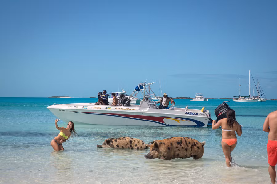 Những con lợn trên đảo rất thân thiện. Chúng phản ứng với du khách tùy theo thái độ của họ. Ảnh: Nytimes.