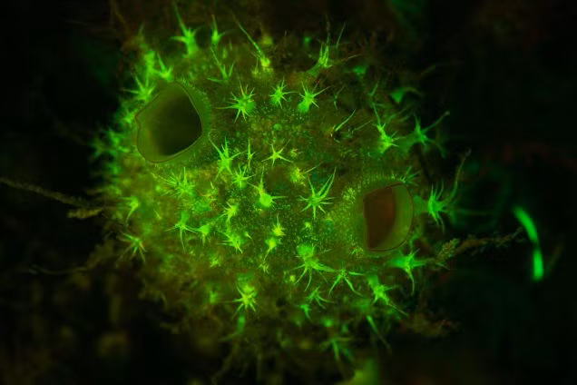 Những sinh vật bí ẩn tuyệt diệu dưới đáy đại dương