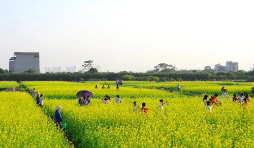 Những loài hoa hút hồn thiếu nữ Hà thành mê chụp ảnh