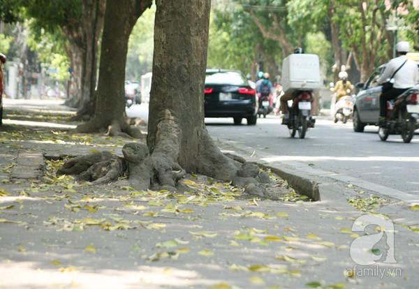 bốt hàng đậu bốt hàng đậu