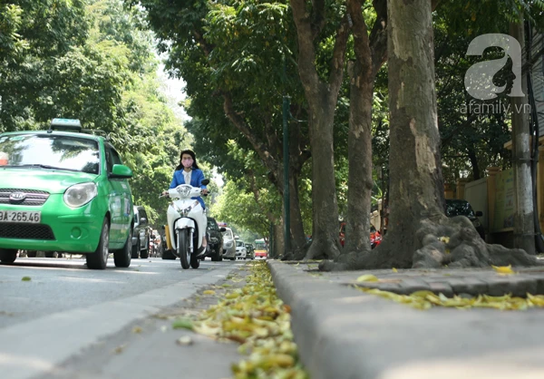 Hà Nội siêu lãng mạn mùa sấu trút lá vàng