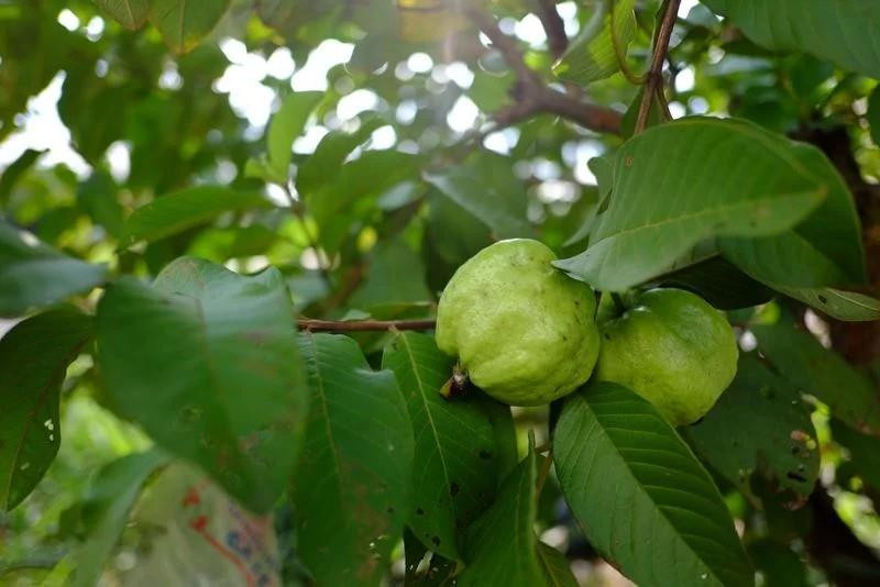 Lá ổi: Lá ổi tươi chứa các thành phần kháng viêm, kháng khuẩn và giảm đau, nhờ đó giúp đẩy lùi cơn đau răng. Bạn có thể nhai lá ổi hoặc luộc lá ổi với nước và muối để tạo nước súc miệng. Mách bạn 13 bài thuốc làm dịu cơn đau răng tại nhà - 8