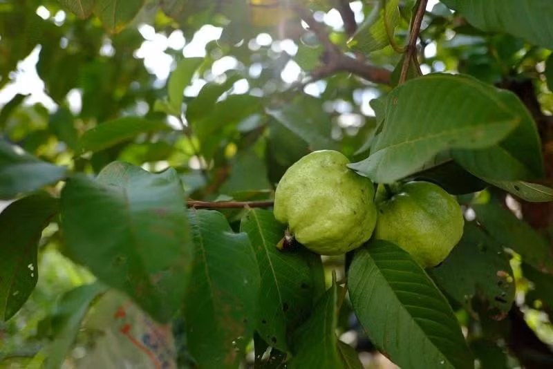 Mách bạn 13 bài thuốc làm dịu cơn đau răng tại nhà - 8