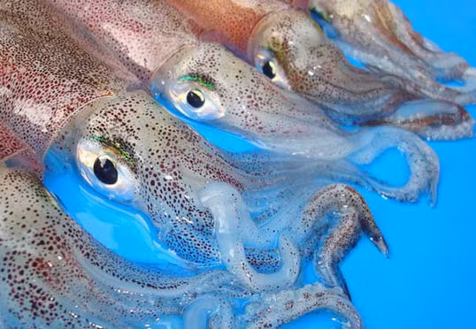 Mẹo chọn mực chuẩn tươi ngon như dân biển chính hiệu, lật tẩy mực bị tẩy trắng - Ảnh 3.