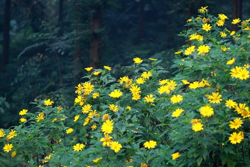 Những điểm ngắm hoa dã quỳ đẹp của 3 miền hình ảnh 2 Nhung diem ngam hoa da quy dep cua 3 mien-hinh-anh-2