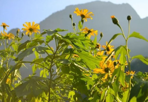 Những điểm ngắm hoa dã quỳ đẹp của 3 miền hình ảnh 4 Nhung diem ngam hoa da quy dep cua 3 mien-hinh-anh-4