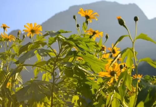 Nhung diem ngam hoa da quy dep cua 3 mien-hinh-anh-4