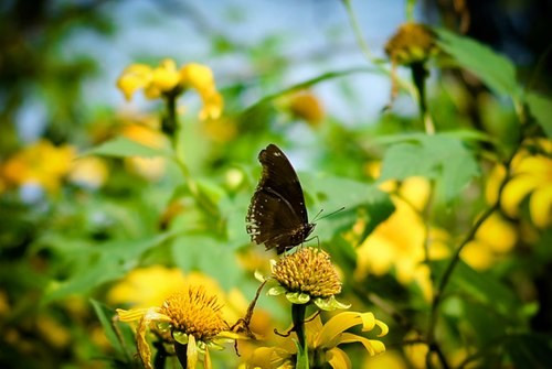 Những điểm ngắm hoa dã quỳ đẹp của 3 miền hình ảnh 3 Nhung diem ngam hoa da quy dep cua 3 mien-hinh-anh-3