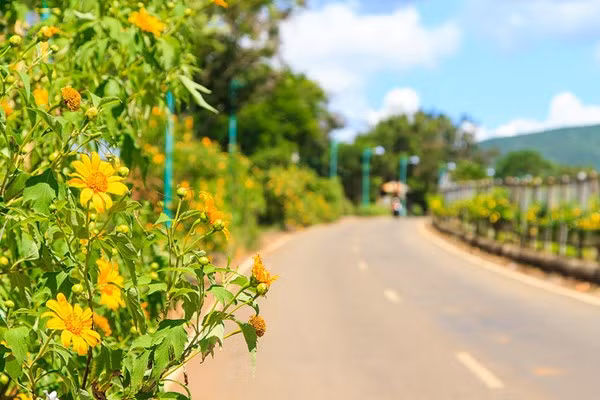 Những điểm ngắm hoa dã quỳ đẹp của 3 miền