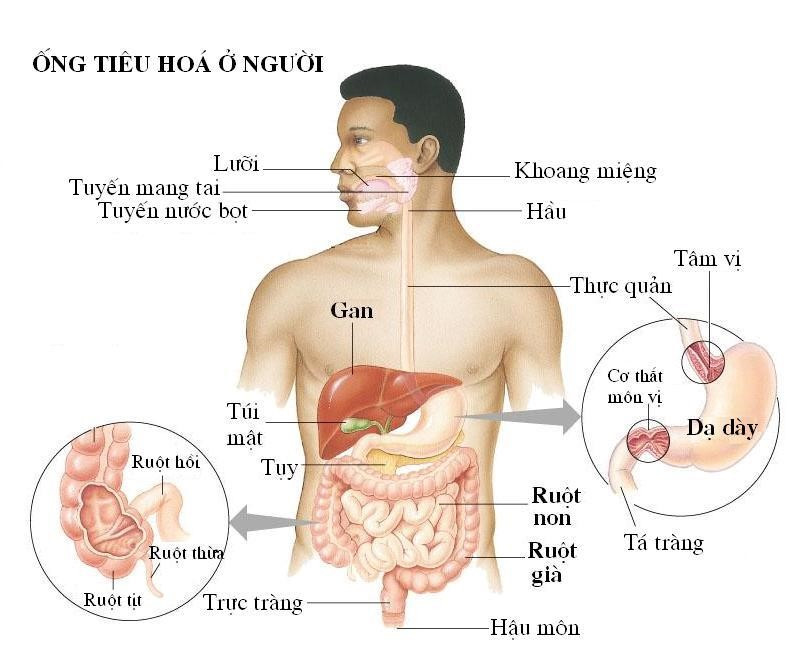 Tránh ung thư trực tràng: Không nên ăn ốc?