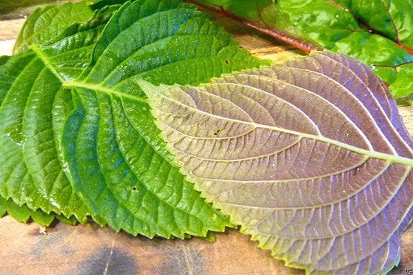 tia to duoc xem la "than duoc" nhung ba bau tuyet doi khong duoc dung theo cach nay - 3