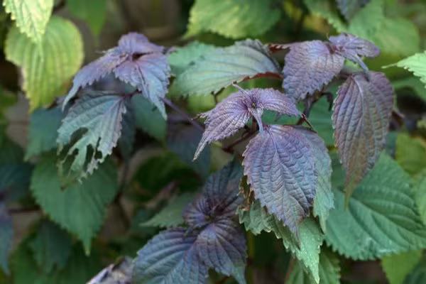 Bà bầu tuyệt đối không được dùng tía tố theo cách này