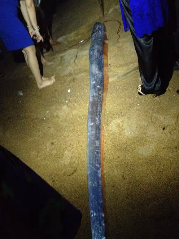 Xuất hiện cá hố phướn dài hơn 3 mét ở bãi tắm Cửa Tùng - Ảnh 2.