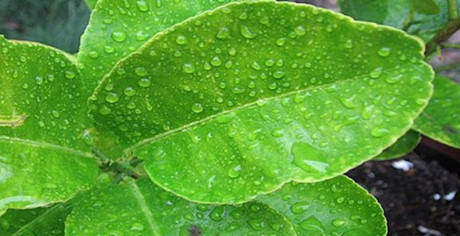 Lá chanh: Tiên dược chữa bách bệnh ít ai biết - Ảnh 3 La chanh: Tien duoc chua bach benh it ai biet - Anh 3