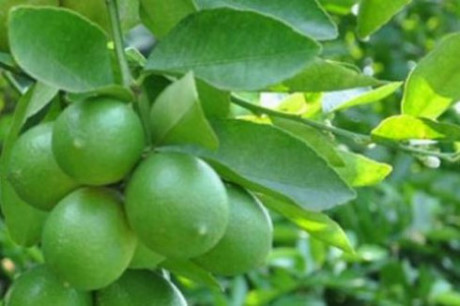 Lá chanh: Tiên dược chữa bách bệnh ít ai biết - Ảnh 4 La chanh: Tien duoc chua bach benh it ai biet - Anh 4