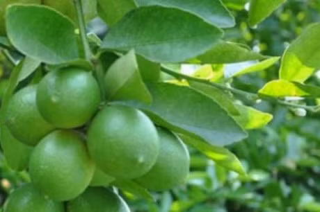 La chanh: Tien duoc chua bach benh it ai biet - Anh 4