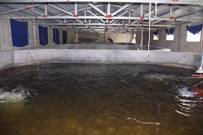 Quy mô 3 hồ nuôi với 4.000 con giống.