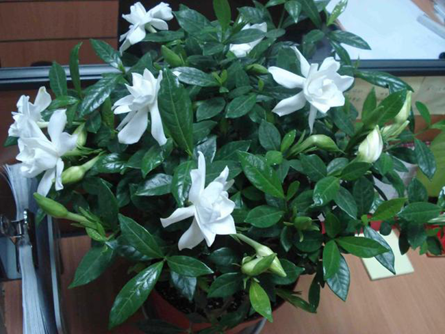 Trồng hoa mà có những “công thức vàng” này sẽ tốt hơn cả việc bón phân! ảnh 2 Trồng hoa mà có những “công thức vàng” này sẽ tốt hơn cả việc bón phân! ảnh 2