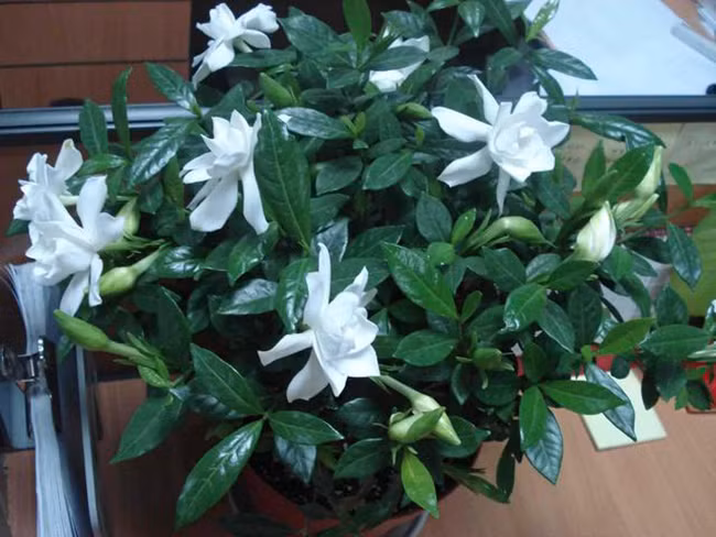 Trồng hoa mà có những “công thức vàng” này sẽ tốt hơn cả việc bón phân! ảnh 2