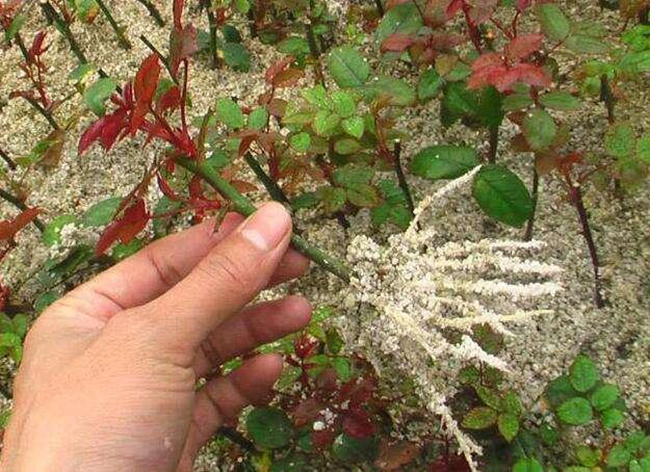 Trồng hoa mà có những “công thức vàng” này sẽ tốt hơn cả việc bón phân! ảnh 4 Trồng hoa mà có những “công thức vàng” này sẽ tốt hơn cả việc bón phân! ảnh 4