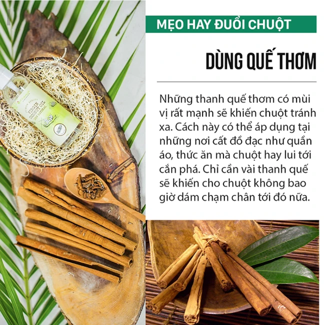 Mẹo cực hay đuổi chuột không cần nuôi mèo, đánh bả