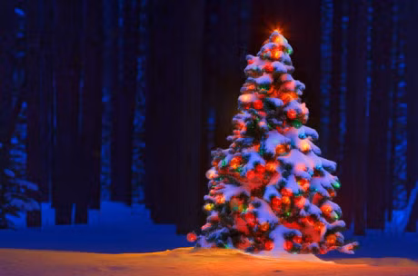 Trang tri nha don Noel, mot nguoi roi xuong dat tu vong - Anh 1