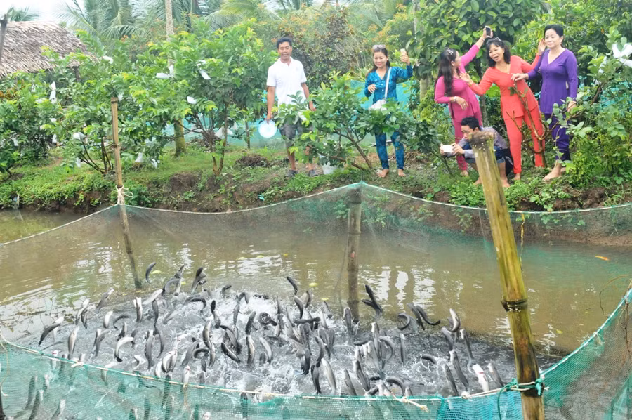 Về Cần Thơ xem đàn cá lóc biết “nhảy múa”