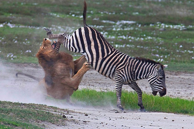 Khi bắt đầu tấn công con ngựa vằn, chắc chắn con sư tử trong Khu Bảo tồn Ngorongoro, Tanzania, không ngờ rằng mặt nó sẽ nhận lại cú phản kích bằng chân sau từ con mồi. Ảnh: Caters Nhập mô tả cho ảfnh