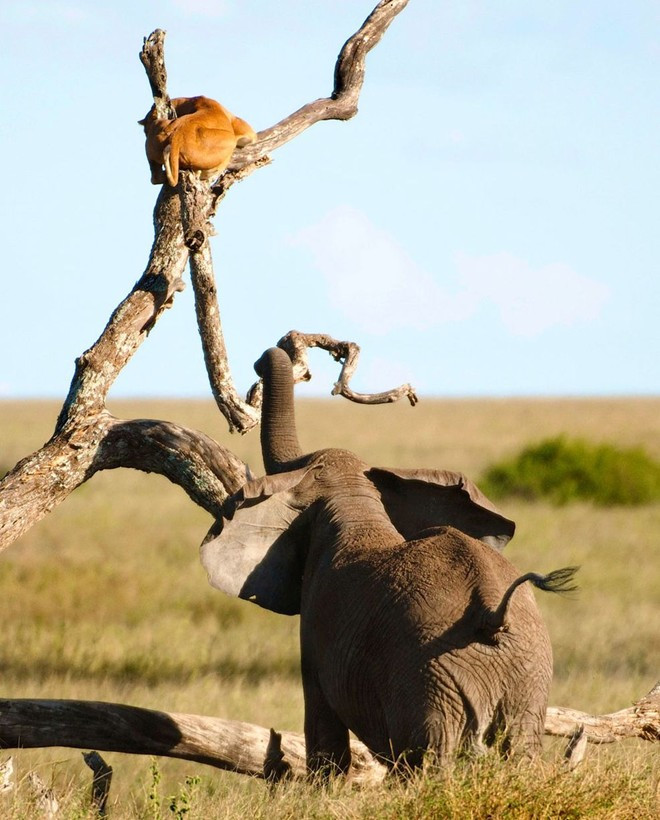 Con sư tử cái trong Vườn quốc gia Serengeti, Tanzania, trốn trên cành cây cao để tránh đòn tấn công của voi. Ảnh: Caters Nhập mô tả chof ảnh