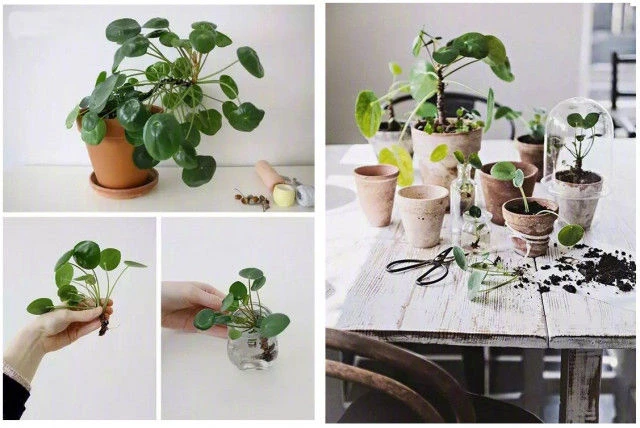 Không cần tốn nhiều tiền bạn cũng có thể nhân giống cả khu vườn xanh mát chỉ từ những chiếc lá