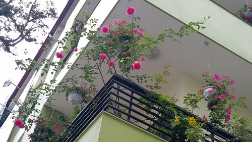 Không chỉ trồng rau sạch cho gia đình, chị Hà cũng là người yêu hoa. Nhìn từ bên ngoài, ngôi nhà của chị cũng thu hút bởi những cây hồng Pháp, giỏ hoa treo rực rỡ. vuon-rau-40-m2-boi-thu-tren-mai-nha-khien-nhieu-nguoi-nguong-mo-11