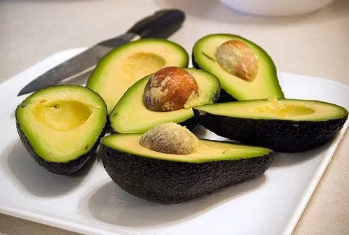 Kỹ thuật trồng cây bơ không quá khó đối với các bà nội trợ 