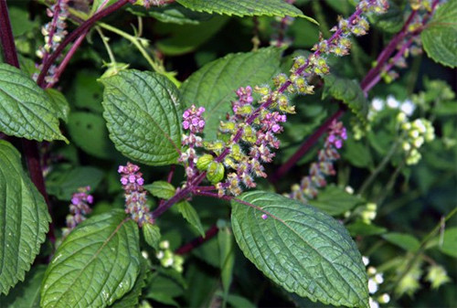 Quý ông ăn rau này, khỏi cần mua Viagra - Ảnh 2 Quý ông ăn rau này, khỏi cần mua Viagra - Ảnh 2