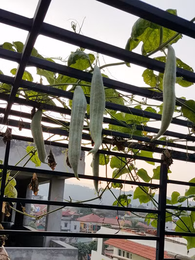 Chị Hà chia sẻ, bí quyết duy nhất của chị là không được nản. Chị luôn mày mò, tự nghiên cứu không ngừng, kiên trì, chịu khó. vuon-rau-40-m2-boi-thu-tren-mai-nha-khien-nhieu-nguoi-nguong-mo-6