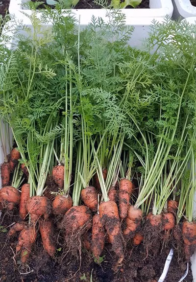 Trong vườn có nhiều loại rau quả ngoại và các giống ít gia đình trồng ở nhà phố như cà rốt. vuon-rau-40-m2-boi-thu-tren-mai-nha-khien-nhieu-nguoi-nguong-mo-10