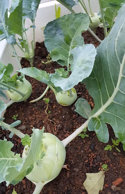 Chị Hà không sử dụng bất cứ chất hóa học nào để diệt trừ sâu. Quá trình làm đất cẩn thận giúp cho vườn nhà chị ít sâu bệnh hơn. vuon-rau-40-m2-boi-thu-tren-mai-nha-khien-nhieu-nguoi-nguong-mo-3